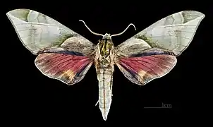 Male C. t. formosana