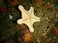 Calliaster baccatus oral surface