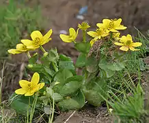C. palustris var. palustris