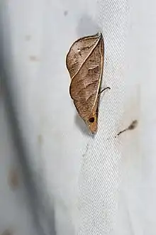 "Calyptra orthograpta"