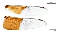 Male wings