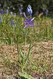 Purple flowers on slender stalks rise above a base of dark green leaves.