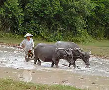 Image 67Water buffalos in the paddy fields (from Agriculture in Cambodia)