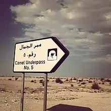 An underpass in Qatar allows camels to safely traverse a highway