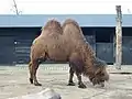 :A&nbsp;Bactrian camel