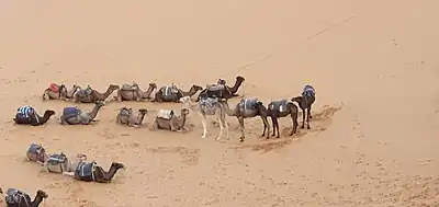 17 indivisible camels