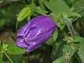 Blossom of Campanula medium