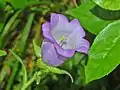 Close up of a flowers of Campanula medium