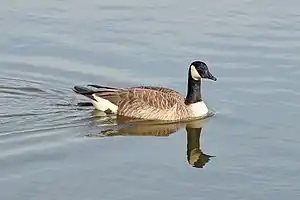 Image 45A Canada goose (Branta canadensis) swimming in Palatine. Photo credit: Joe Ravi (from Portal:Illinois/Selected picture)