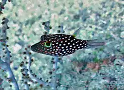 Honeycomb toby (Canthigaster janthinoptera)