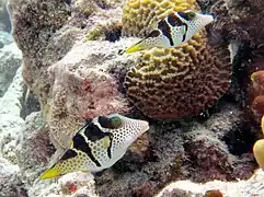 Valentinni's sharpnose puffer Canthigaster valentini