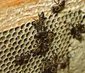 Domestically kept Cape Honey bees on a hive frame with honeycomb.