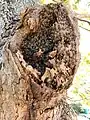 A wild Cape Honeybee hive in the hollow of a tree.