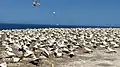 Over 5000 gannets nest here