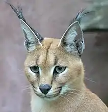 Caracal