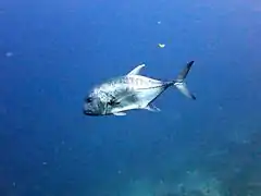 Giant trevally (Caranx ignobilis)