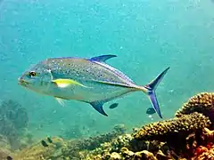 Bluefin trevally (Caranx melampygus)