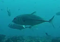 Bigeye trevally (Caranx sexfasciatus)