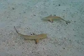 Two young blacktip sharks (Carcharhinus melanopterus) on a beach.