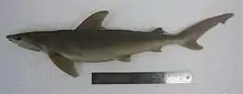 Blackspot shark (Carcharhinus sealei)