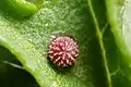 Egg of mallow skipper (Carcharodus alceae family Hesperiidae)