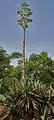 Agave angustifolia (flowering)