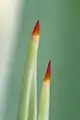 thorn of Caribbean agave at early stages