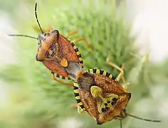 Mating