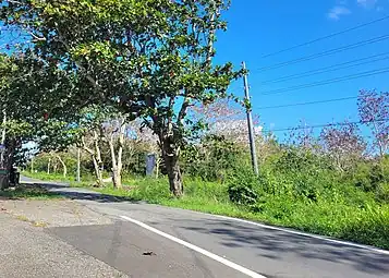 Puerto Rico Highway 6681 in Cambalache