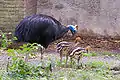 Adult male with two chicks at Artis Zoo