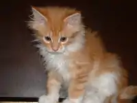 Maine Coon kitten at 75&nbsp;days old