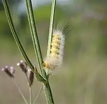 alt = Caterpillar