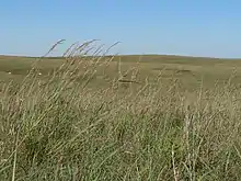 Green and yellow prairie grasses adorn a hill