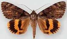 Catocala delilahDelilah underwing