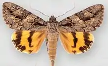 Catocala johnsonianaJohnson's underwing