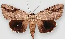 Catocala maestosasad underwing
