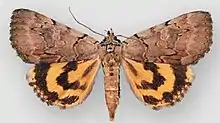 Catocala manitobaManitoba underwing