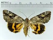 Catocala micronymphalittle nymph underwing