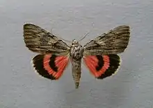 Catocala optata