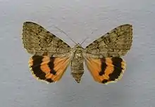 Catocala puerperatype species of Eunetis