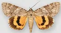 Catocala meskei f. rosalindaMeske's underwing