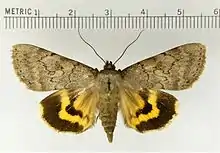 Catocala serenaserene underwing
