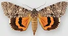 Catocala unijugaonce-married underwing