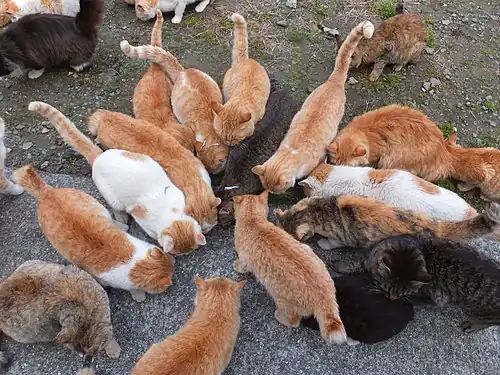Cats that eat food given at cat feeding places.