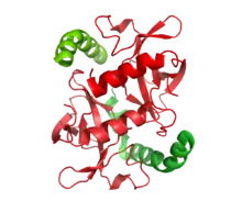 A small dimer representing the structures of two toxin molecules is associated with the c-terminal domains of the associated antitoxin molecules in the ccdAB addiction module.
