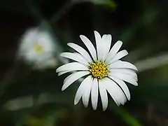 Detail of the flower of var. major