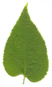 Leaf