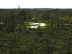 Large bog Cenas Tīrelis in Babīte Municipality