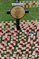 Poppy crosses for the fallen, Belfast Cenotaph.