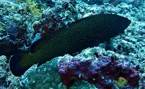 Peacock grouper (Cephalopholis argus)